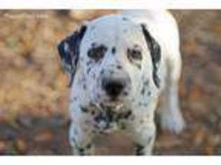 Dalmatian Puppy for sale in Baytown, TX, USA