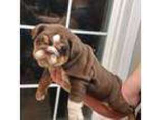 Bulldog Puppy for sale in Wynne, AR, USA