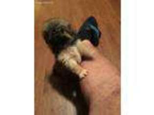 Pekingese Puppy for sale in Landover, MD, USA
