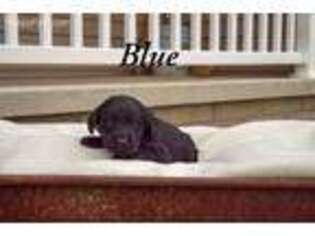 Labradoodle Puppy for sale in Frankfort, IN, USA