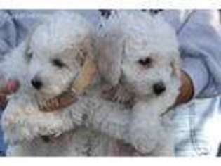 Bichon Frise Puppy for sale in Newberry, IN, USA