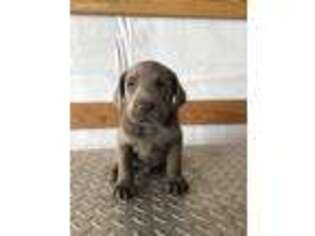 Labrador Retriever Puppy for sale in Wagoner, OK, USA