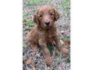 Labradoodle Puppy for sale in Holly Springs, NC, USA