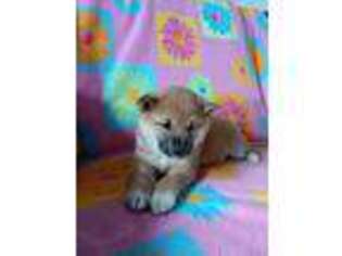 Shiba Inu Puppy for sale in Farwell, MI, USA
