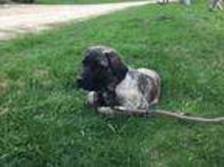 Mastiff Puppy for sale in Houston, MN, USA