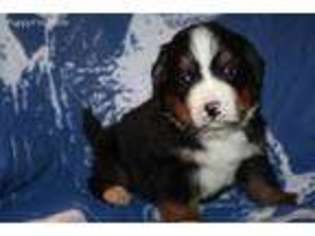 Bernese Mountain Dog Puppy for sale in Galena, MO, USA