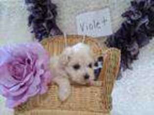 Maltese Puppy for sale in Stanley, WI, USA
