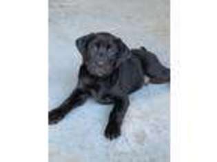 Labrador Retriever Puppy for sale in Pittsboro, IN, USA