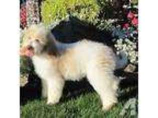 Labradoodle Puppy for sale in EAGLE CREEK, OR, USA