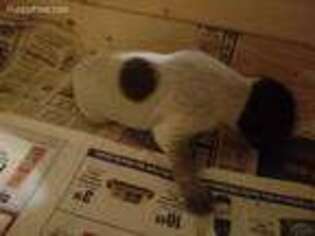 German Shorthaired Pointer Puppy for sale in Peshtigo, WI, USA