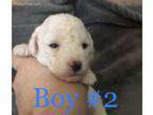 Mutt Puppy for sale in Waverly, MO, USA