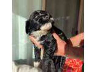 Portuguese Water Dog Puppy for sale in Haiku, HI, USA