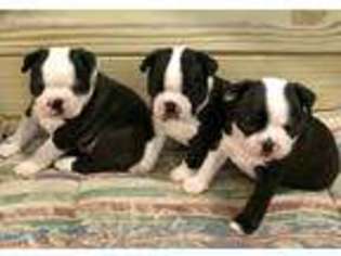 Boston Terrier Puppy for sale in Duluth, GA, USA