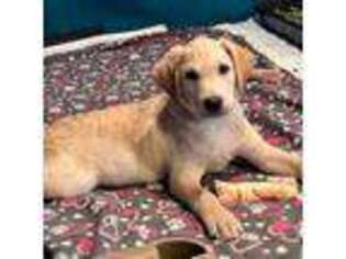 Labrador Retriever Puppy for sale in Vernon, AZ, USA