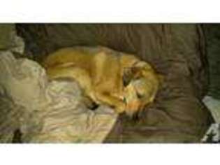 Labrador Retriever Puppy for sale in WILMINGTON, NC, USA