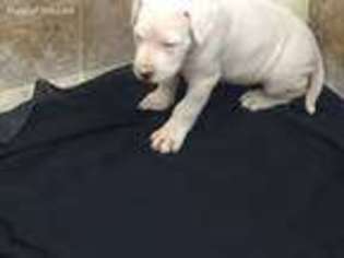 Dogo Argentino Puppy for sale in Ranger, TX, USA