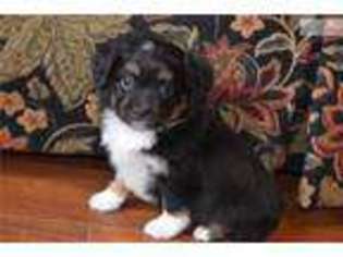 Miniature Australian Shepherd Puppy for sale in Salt Lake City, UT, USA