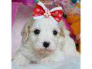 Cavapoo Puppy for sale in Oswego, KS, USA