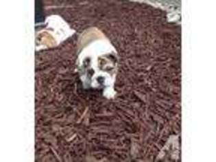 Bulldog Puppy for sale in ROSEVILLE, CA, USA