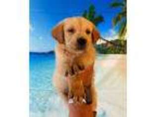 Golden Retriever Puppy for sale in Los Angeles, CA, USA