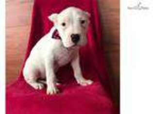 Dogo Argentino Puppy for sale in Lancaster, PA, USA