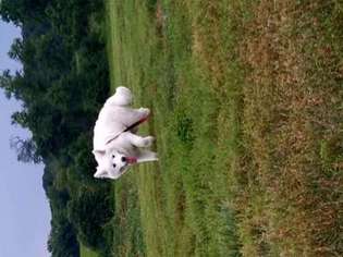 Samoyed Puppy for sale in GLENWOOD, MD, USA