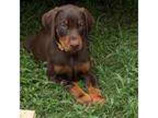 Doberman Pinscher Puppy for sale in Arlington, TN, USA