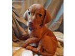 Vizsla Puppy for sale in New Palestine, IN, USA