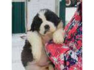 Saint Bernard Puppy for sale in Sumner, MI, USA