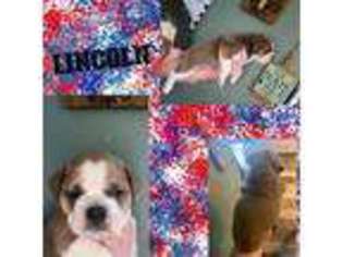 Olde English Bulldogge Puppy for sale in Sterling, CO, USA