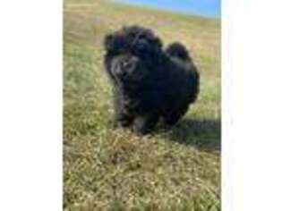 Chow Chow Puppy for sale in Clarksburg, PA, USA