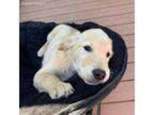 Golden Retriever Puppy for sale in Peyton, CO, USA