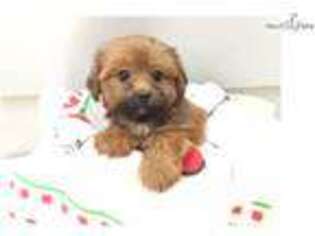 Shorkie Tzu Puppy for sale in New York, NY, USA
