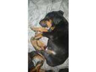 Doberman Pinscher Puppy for sale in Warner Robins, GA, USA