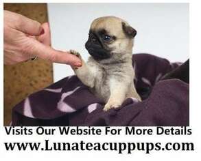 Pug Puppy for sale in Anchorage, AK, USA
