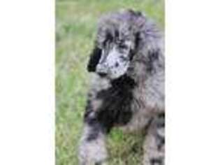 Mutt Puppy for sale in Harviell, MO, USA