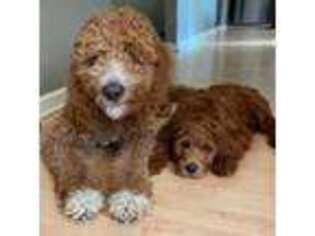 Goldendoodle Puppy for sale in Coopersville, MI, USA