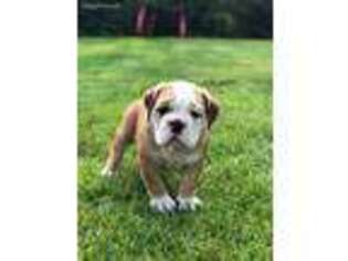 Bulldog Puppy for sale in Coatesville, PA, USA