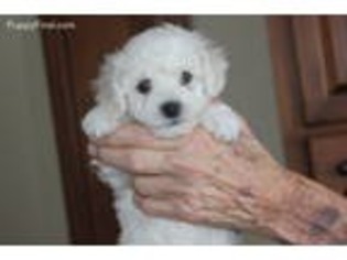 Bichon Frise Puppy for sale in Benton City, WA, USA