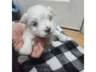 Maltese Puppy for sale in Aurora, CO, USA