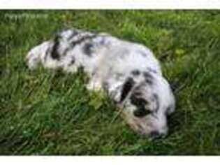 Australian Shepherd Puppy for sale in Connersville, IN, USA