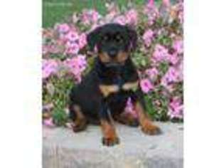 Rottweiler Puppy for sale in Quarryville, PA, USA