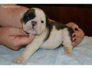 Bulldog Puppy for sale in Madison, WI, USA
