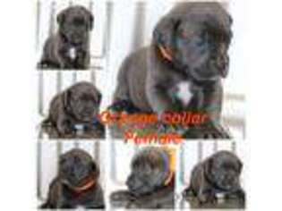 Cane Corso Puppy for sale in Jennings, LA, USA