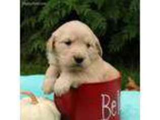 Golden Retriever Puppy for sale in Peach Bottom, PA, USA