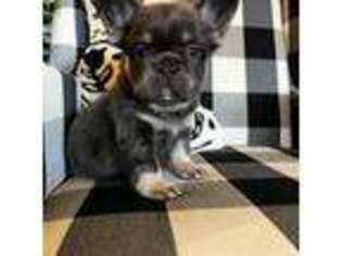 French Bulldog Puppy for sale in Irwin, PA, USA