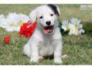 Jack Russell Terrier Puppy for sale in Fort Worth, TX, USA