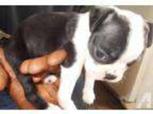 Boston Terrier Puppy for sale in HUME, VA, USA