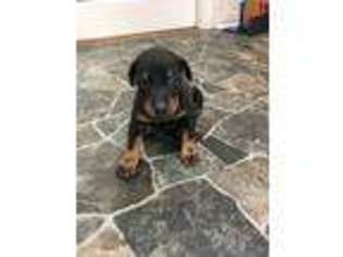 Doberman Pinscher Puppy for sale in Knox, IN, USA