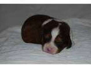 Cavachon Puppy for sale in Callaway, VA, USA